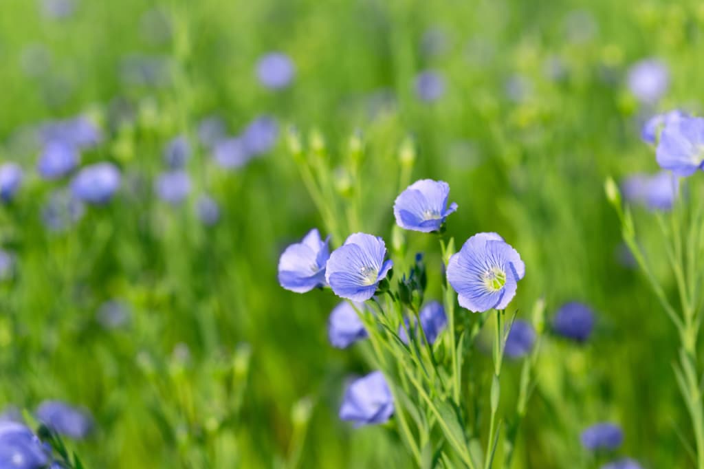 リネンの原料である亜麻の花